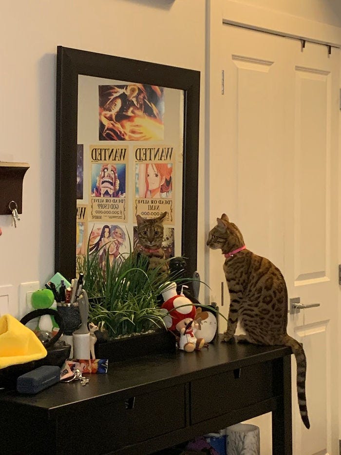 a bengal cat named Nezuko looking into a mirror