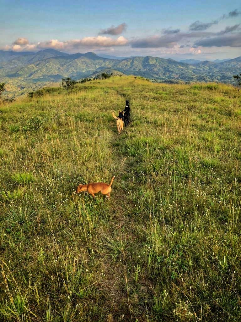 A small dog in the foreground sniffing flowers, four larger dogs in the mid-ground in a line on a grassy plain, and in the distance hills shadowed by scudding clouds.