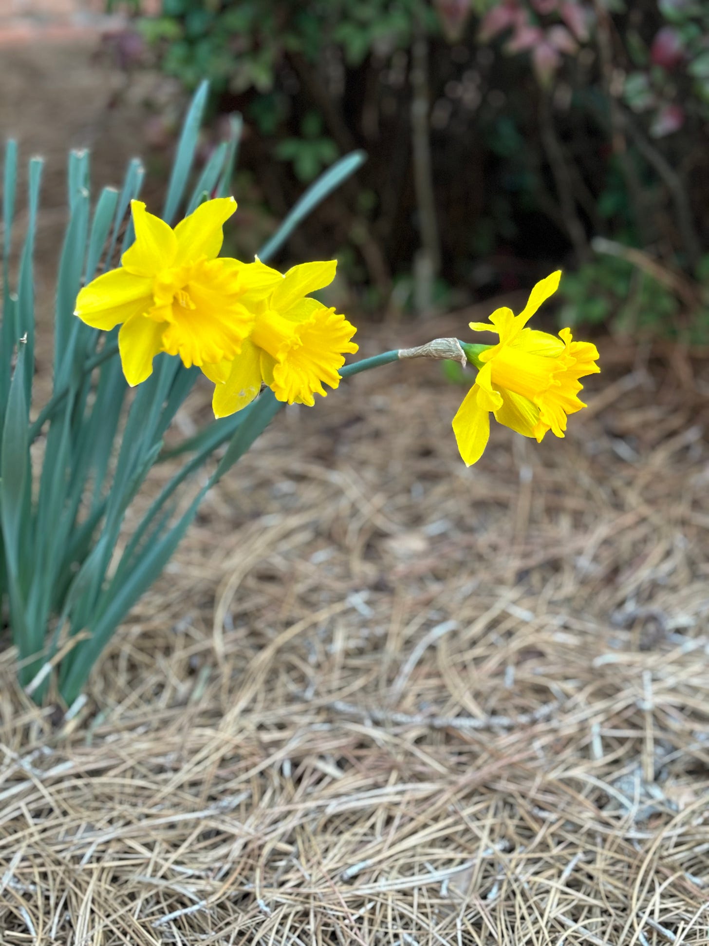 Three daffodils blooming in a bed covered in pine straw 