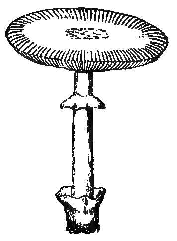 Transparent illustration of amanita caesarea (caesar's mushrooms)