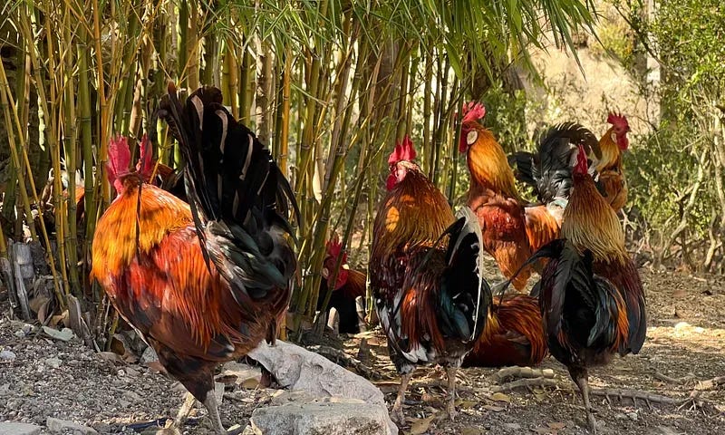 Flock of rust and black colored roosters under bamboo bush