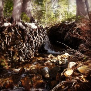 Tree roots in a tangle