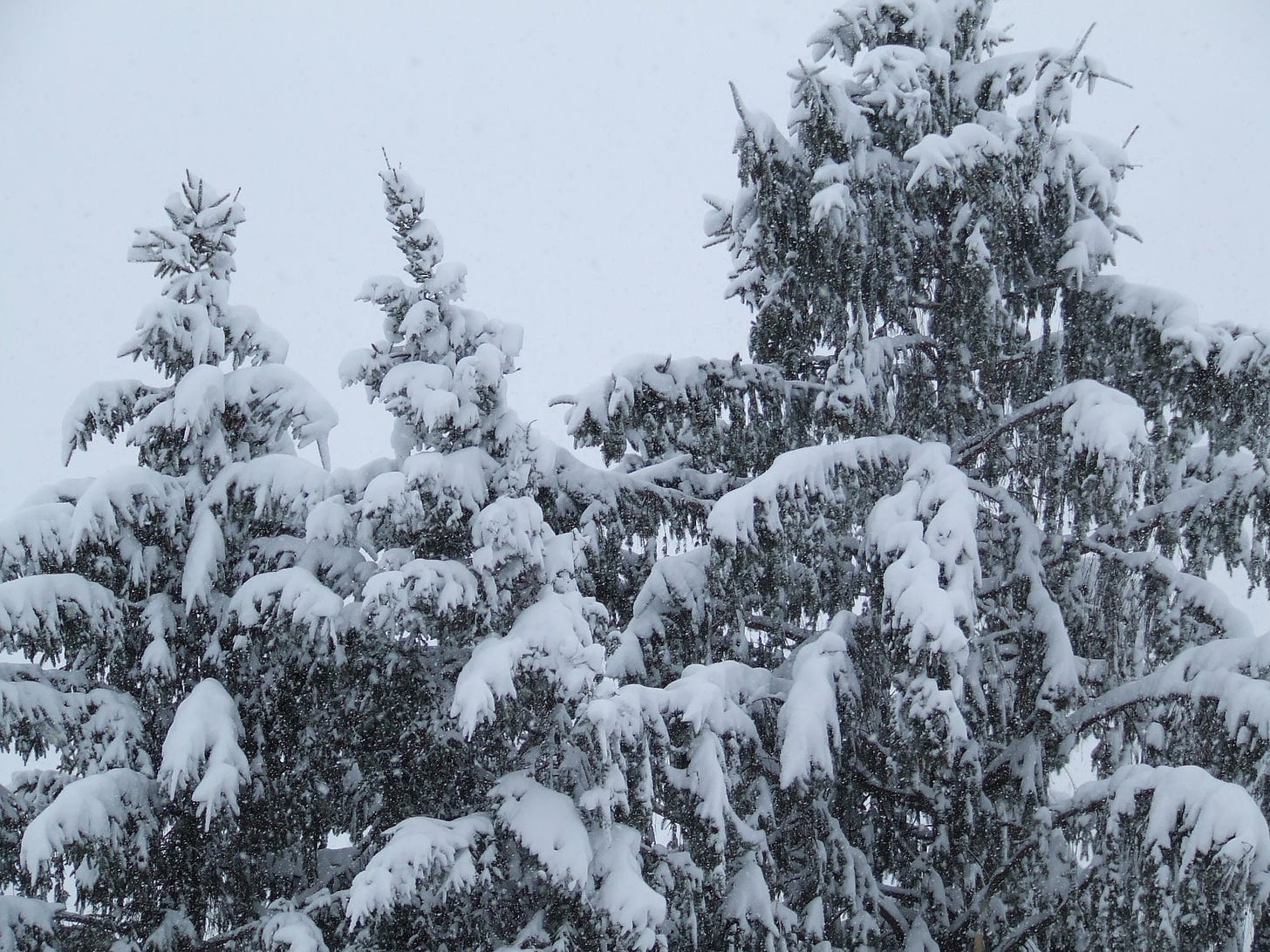 Three snow-covered tops of evergreen arborvitaes..