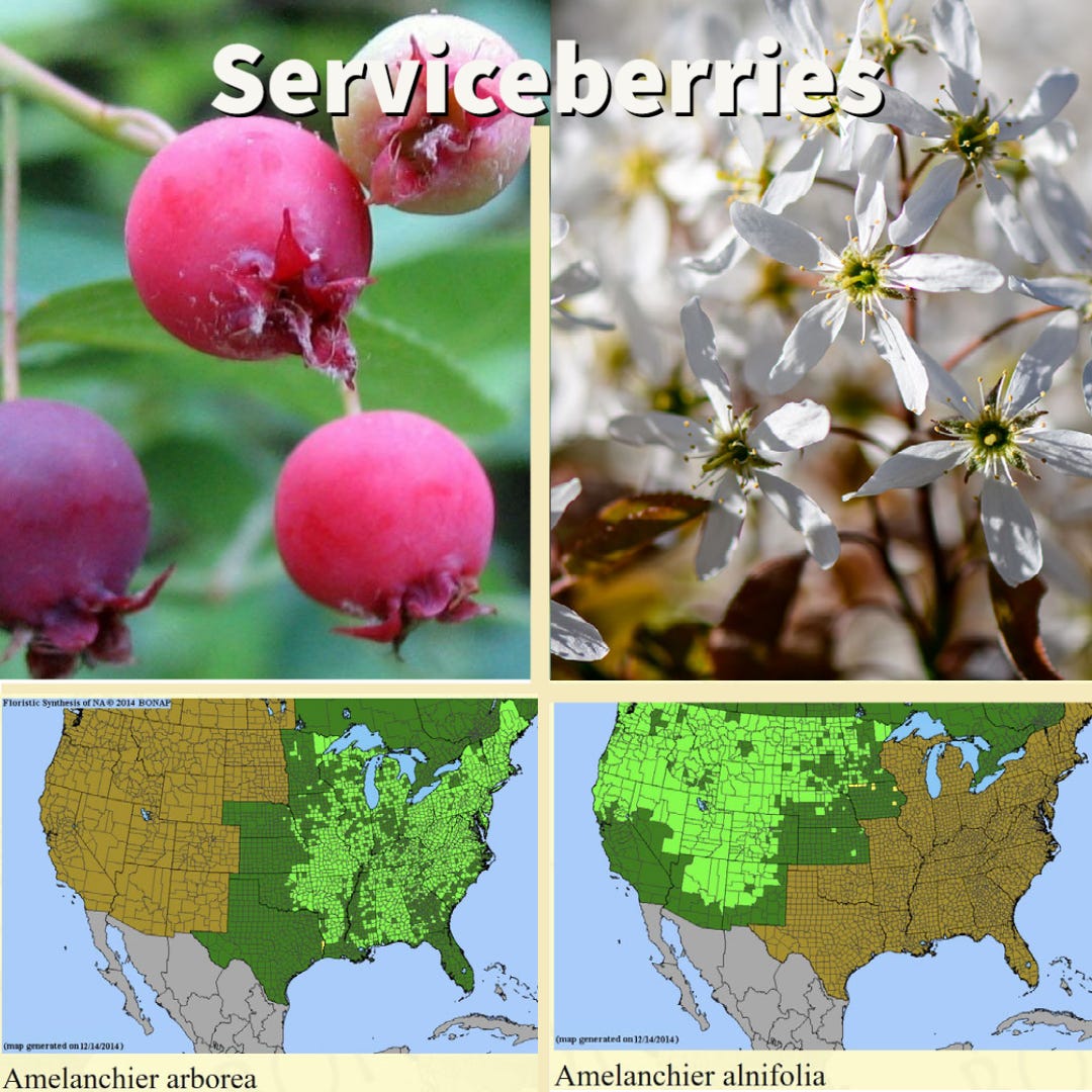 Serviceberries chart showing berries, flowers, and native rangemaps (Amelanchier arborea)