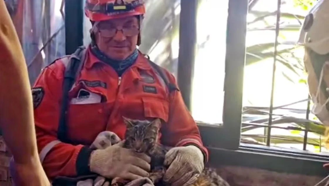 Milagro en Gesell: es de Bahía uno de los rescatistas de la gata Kiara