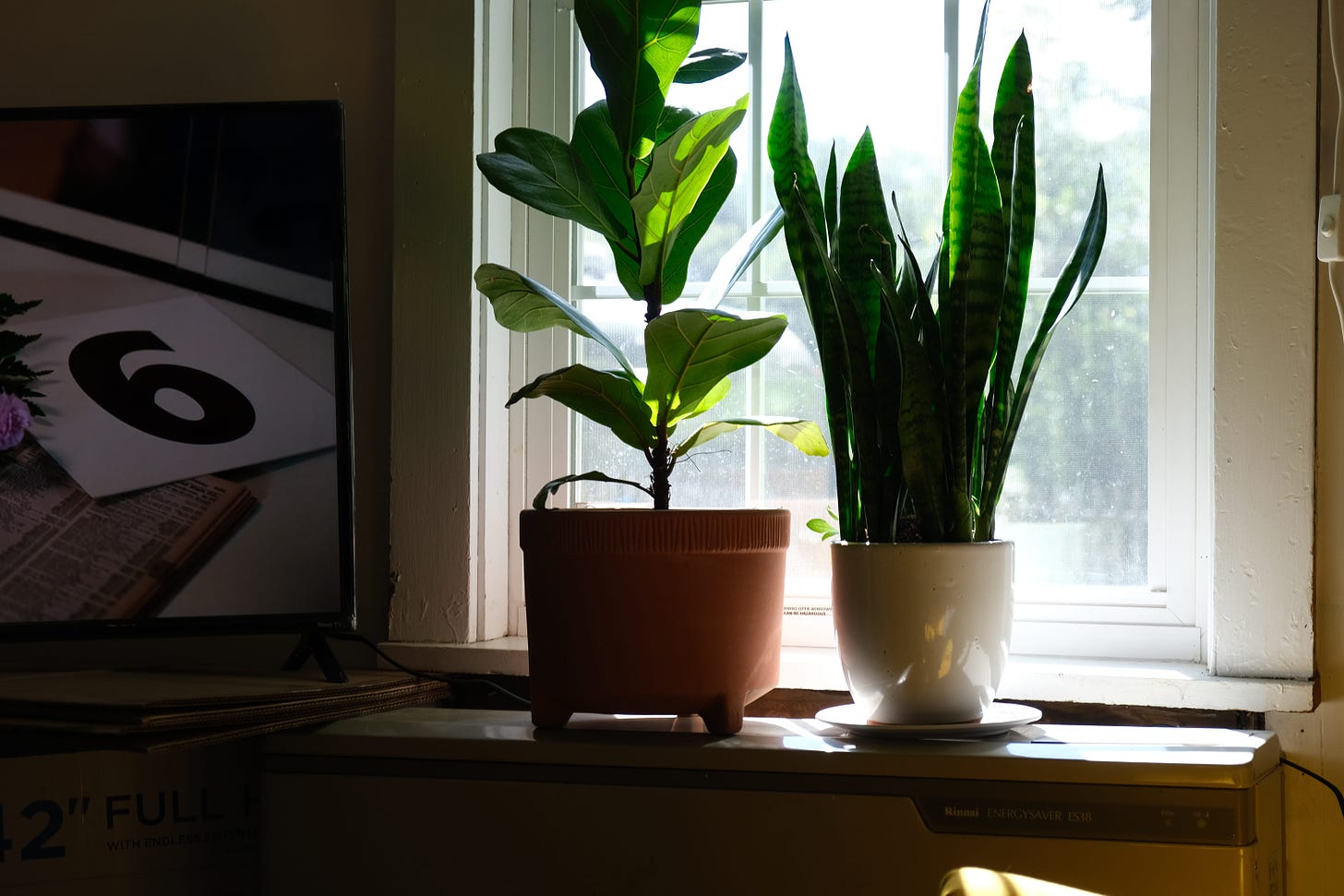 Houseplants backlit by sunlight shining through schoolhouse window