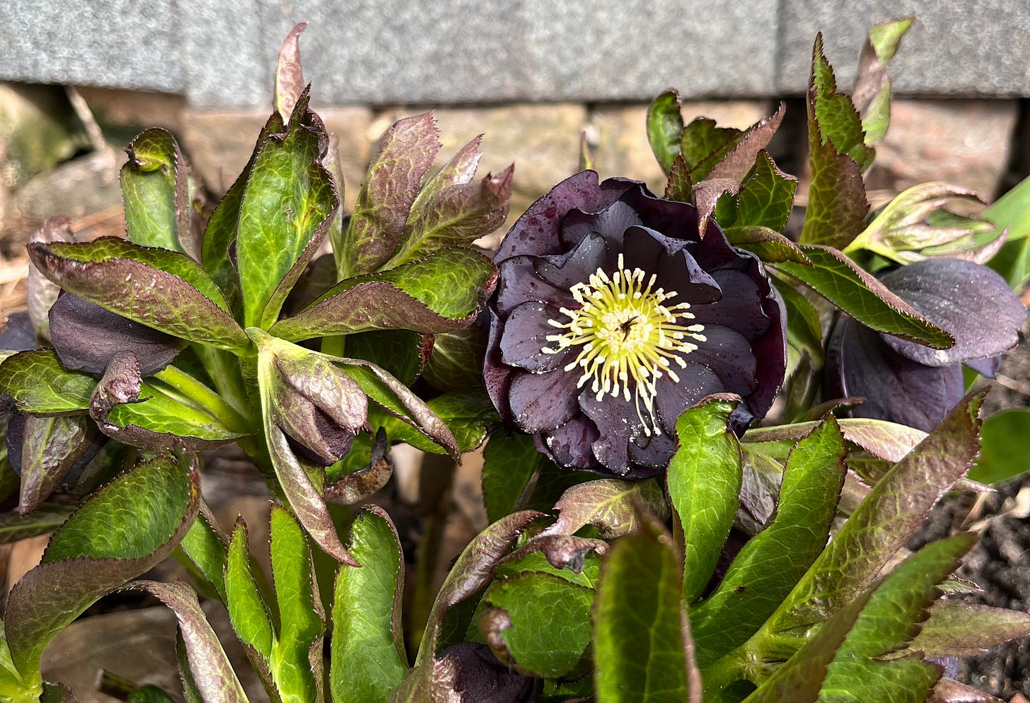 A close vide of the dark purple frills o a hellebore bloom surrounded by leaves turning purple at their tips