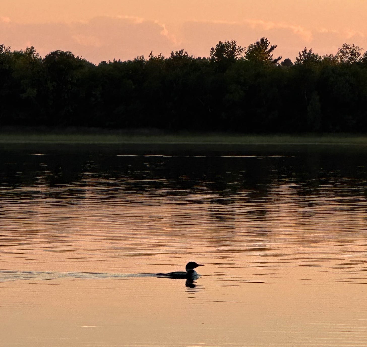 Silhouette of loon with reflection on lake at sunset.