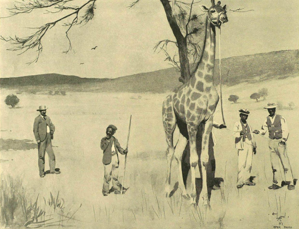 “The giraffe presented to the Queen by King Khama on its native soil before the voyage to England, which ended in its death.” - from a photo, Illustrated London News, 18 December 1897