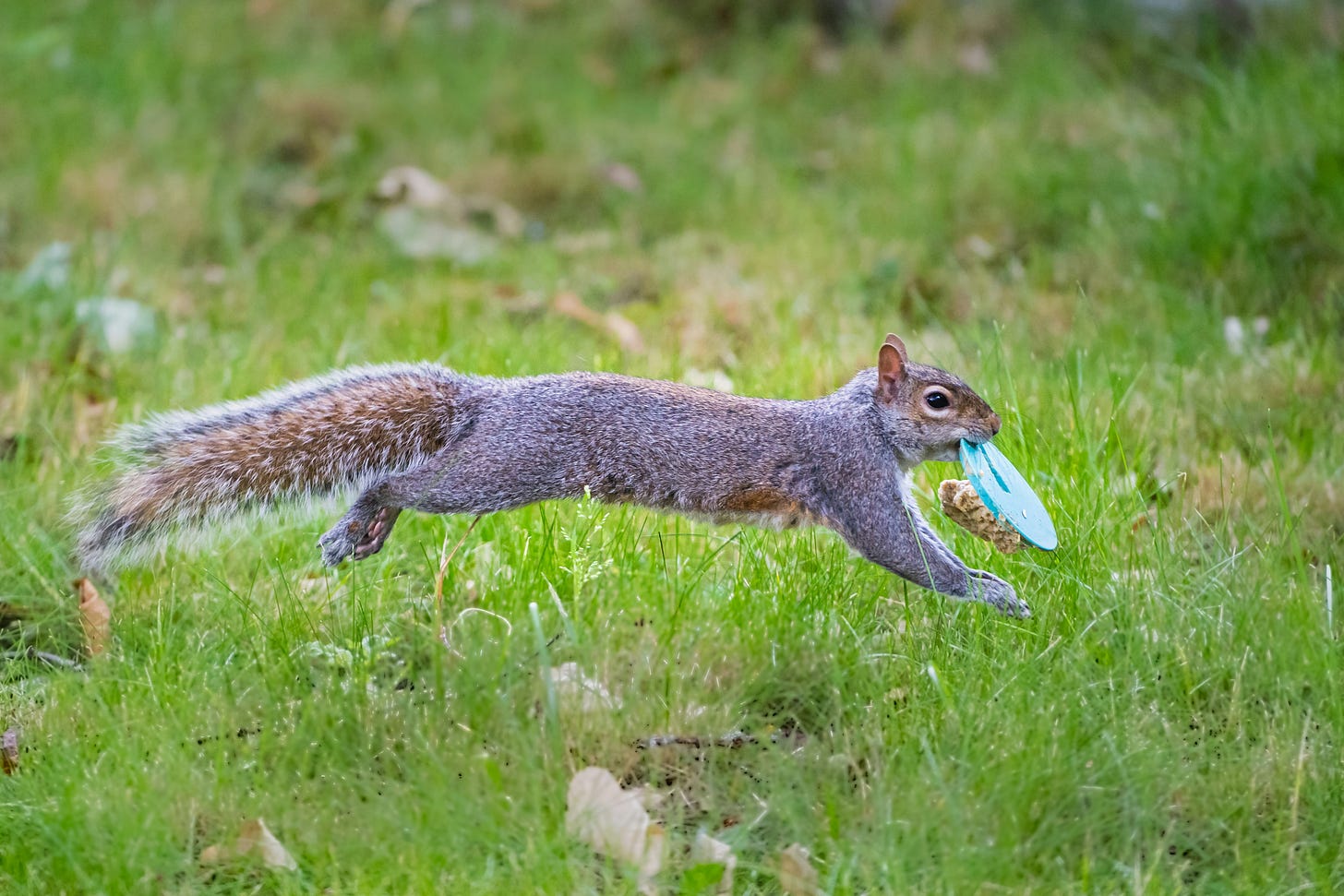 The photographer's description of this image is "A cheeky grey squirrel stealing bird food in the garden and running off with it."