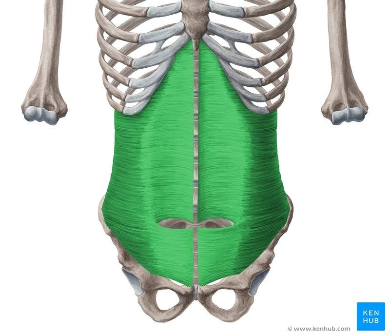 Transversus abdominis: Origin, insertion and function | Kenhub