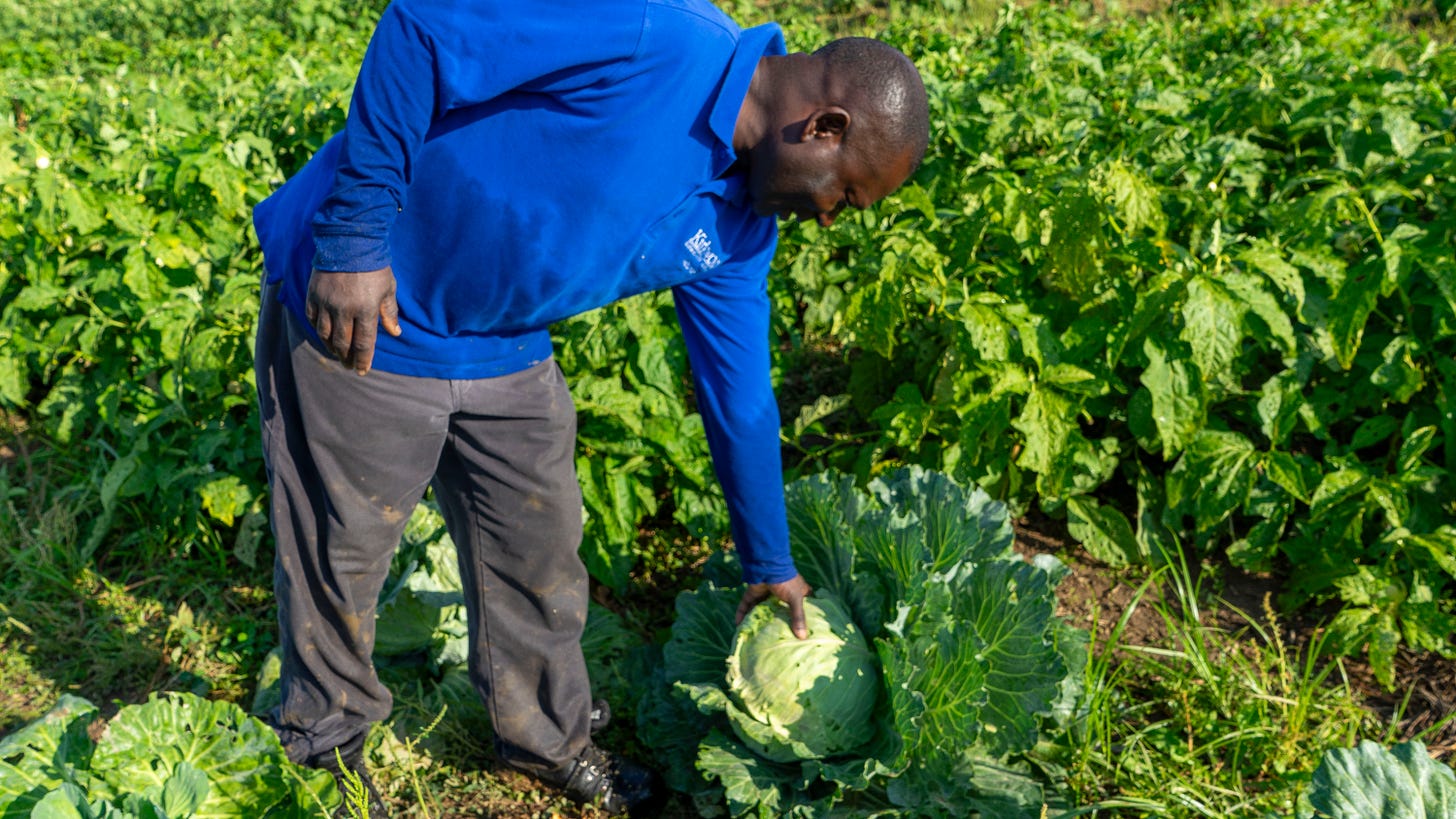 A man in a blue shirt is picking cabbage.