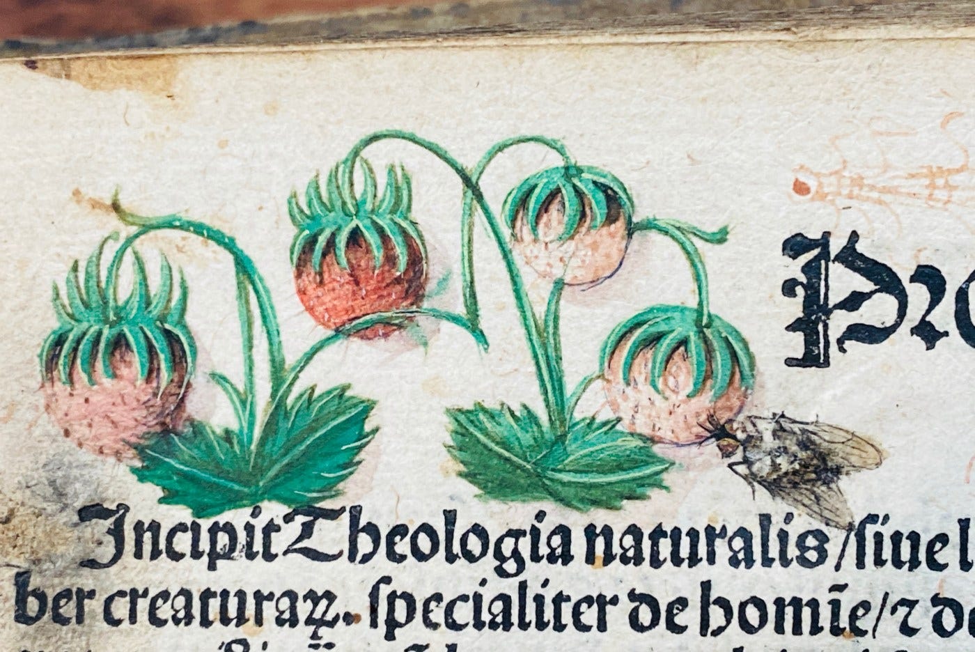 1496 Theologia naturalis: Raymundus de Sabunde First dated edition 1496 -  jamesgray2