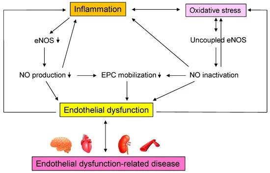 graphic of how inflammation and oxidative stress cause endothelial dysfunction