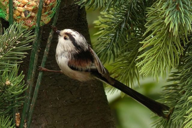 Long-tailed Tit - they succumb in severe weather but bounce back quickly, having large broods of young.