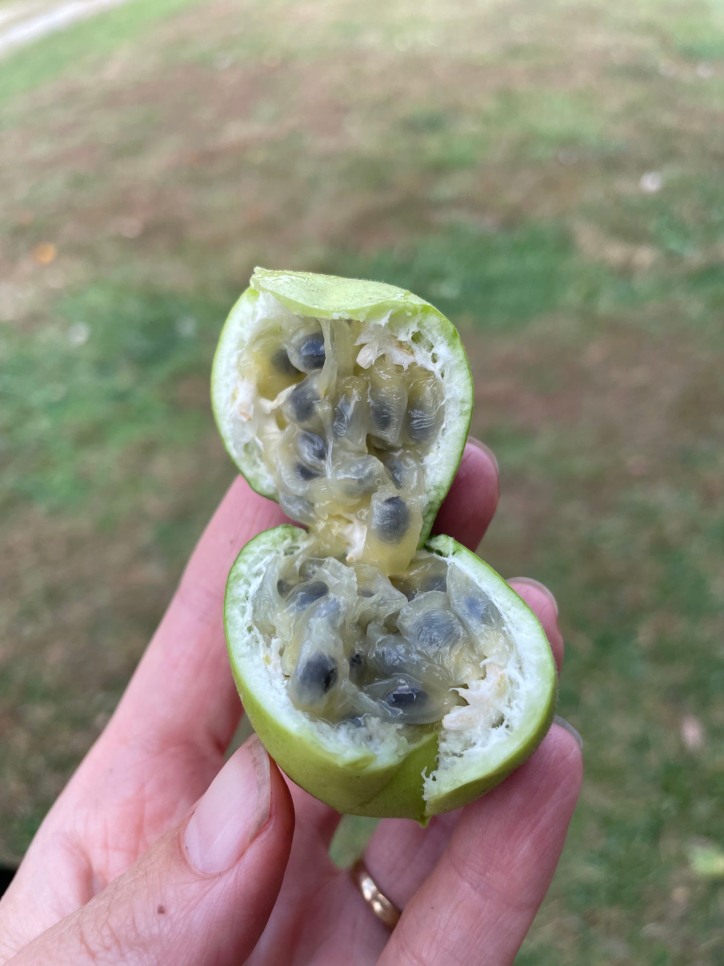 A passion fruit split in half and held open to show its insides: black seeds surrounded by pale yellow pulp.