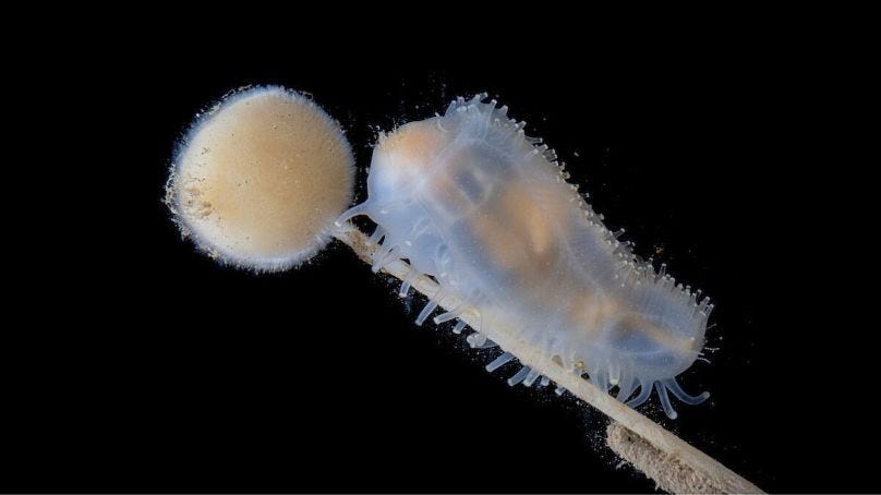 A sea cucumber recorded at 649 metres at Saunders East, in waters measuring +0.51°C. These creatures provide a crucial ecosystem service by recycling nutrients. 