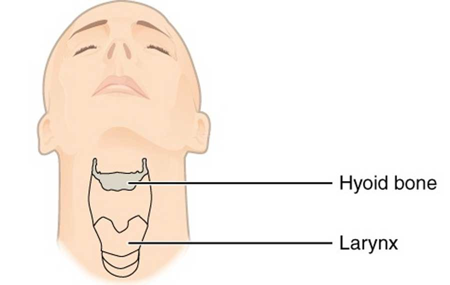 No Neanderthal hyoid was found until 1983, when excavators discovered a well-preserved one on Neanderthal Kebara 2, Israel. (CC BY-SA 3.0) No Neanderthal hyoid was found until 1983, when excavators discovered a well-preserved one on Neanderthal Kebara 2, Israel. (CC BY-SA 3.0)