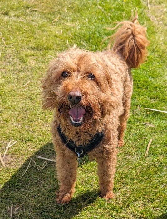 A dog on a grass in the sunshine