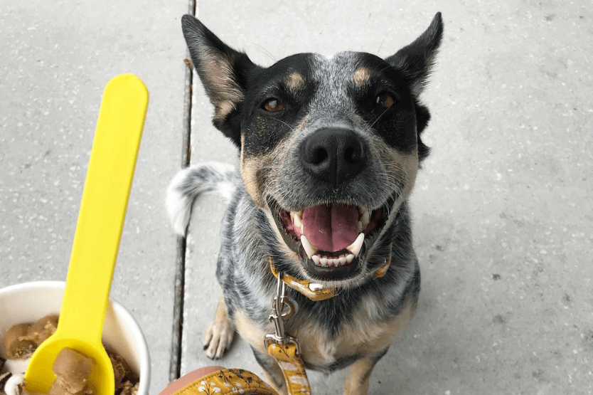 Scout the Australian cattle dog sitting happily on a public patio waiting for some frozen yogurt