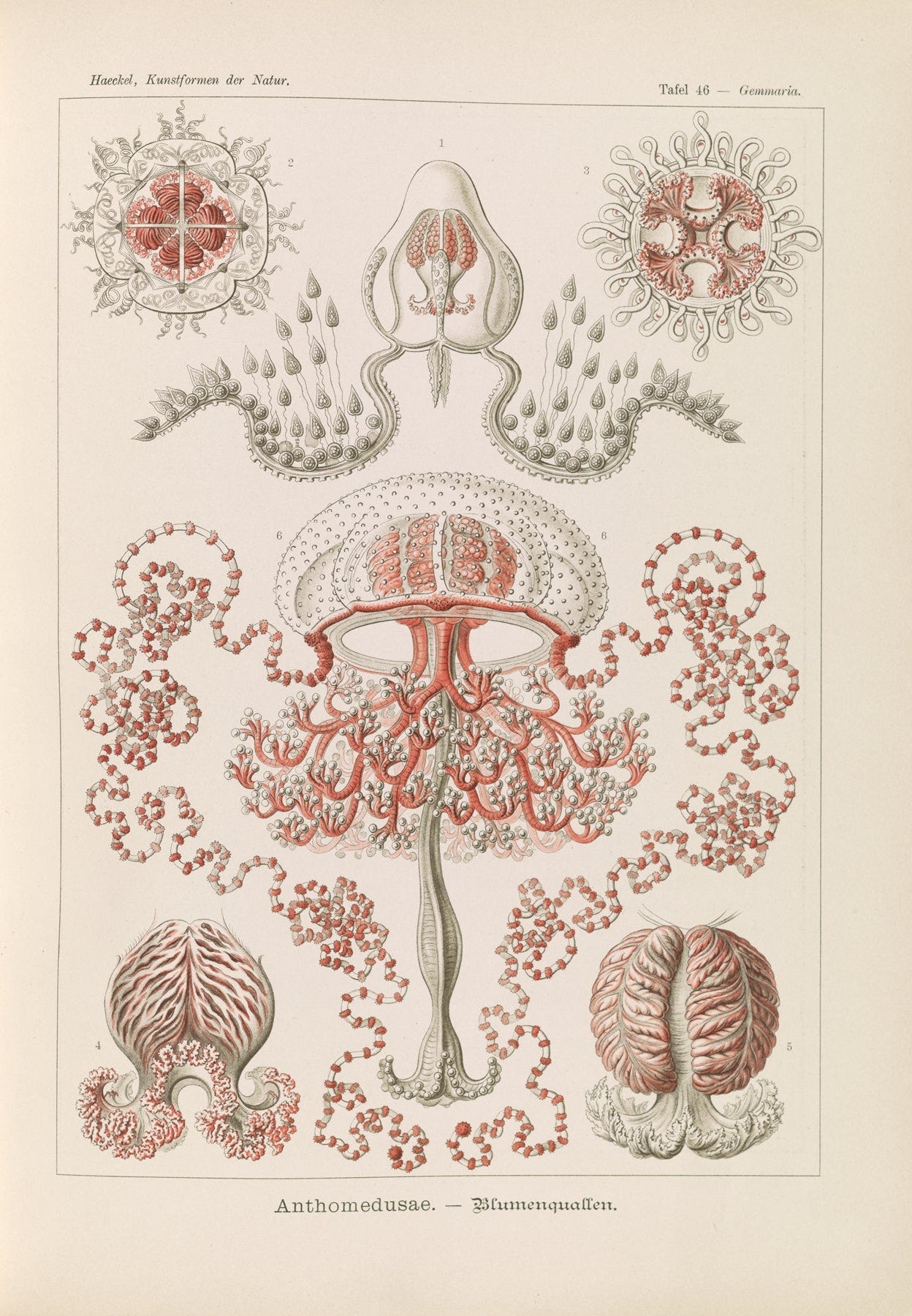 Jellyfish illustration (1) (1900s) | Ernst Haeckel