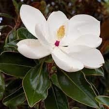 Southern Magnolias for Sale | FastGrowingTrees.com