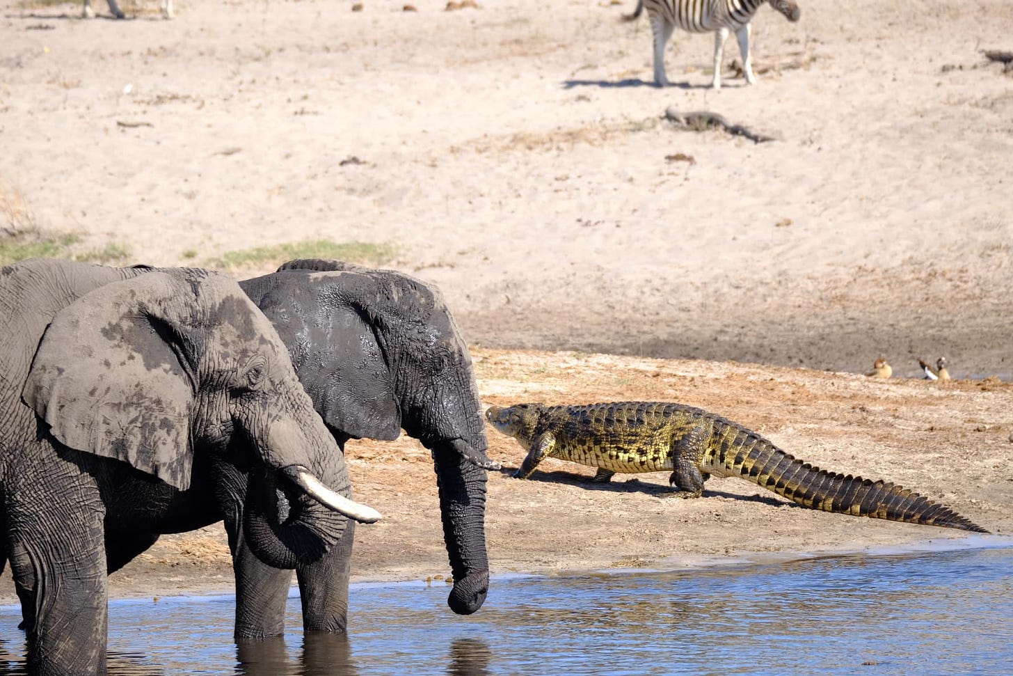 May be an image of elephant and crocodile
