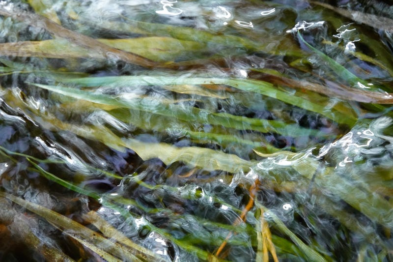 Water flows over green Phragmites leaves