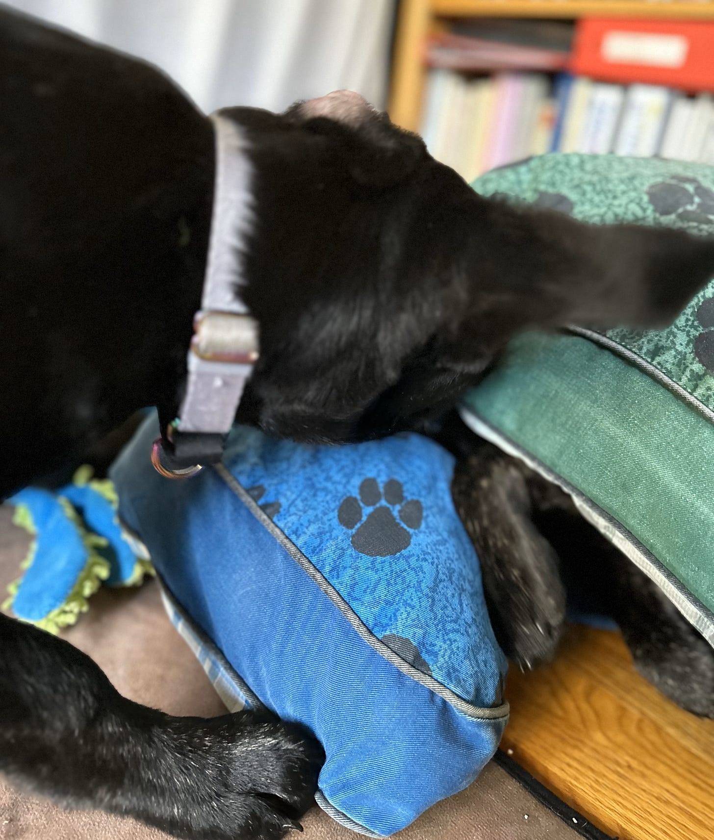 2 black puppies wrestle, with one hiding under a cushion