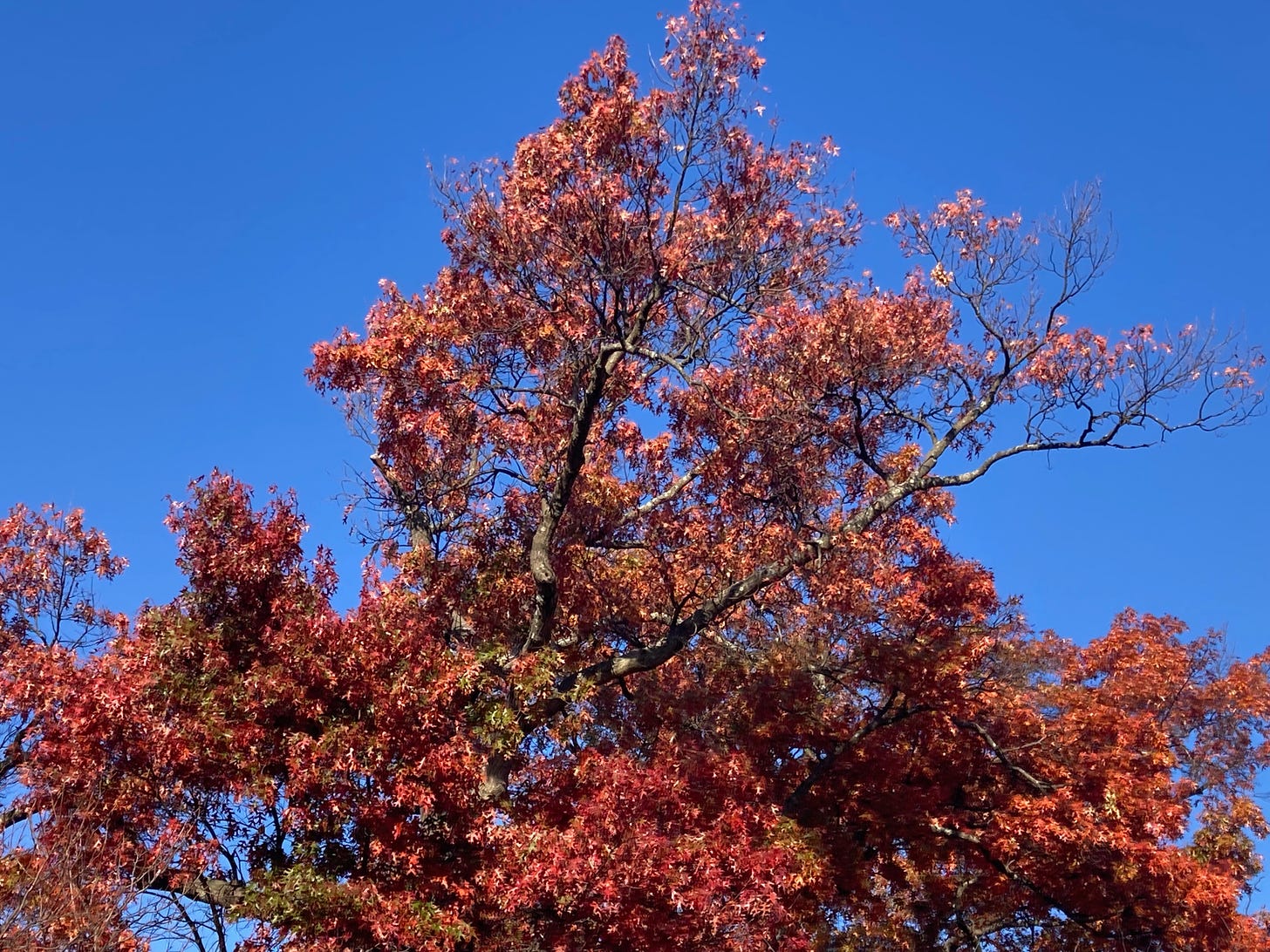 An oak tree with bright red leaves against a blue sky