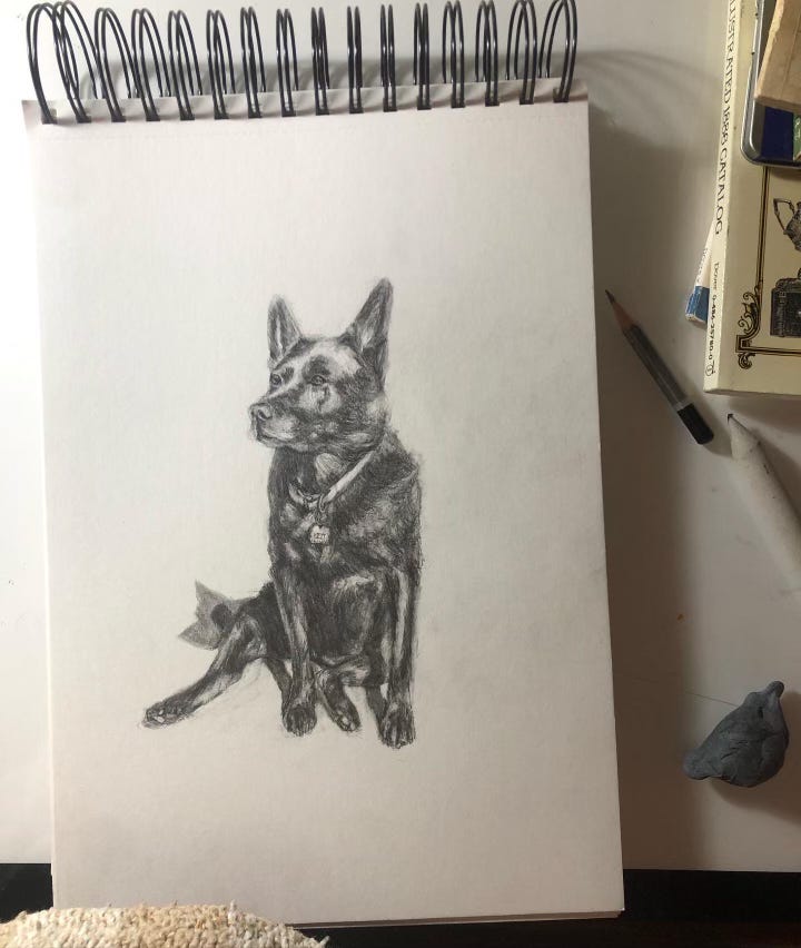 Clare Wright's drawing of a dog with graphite pencil on a white piece of paper