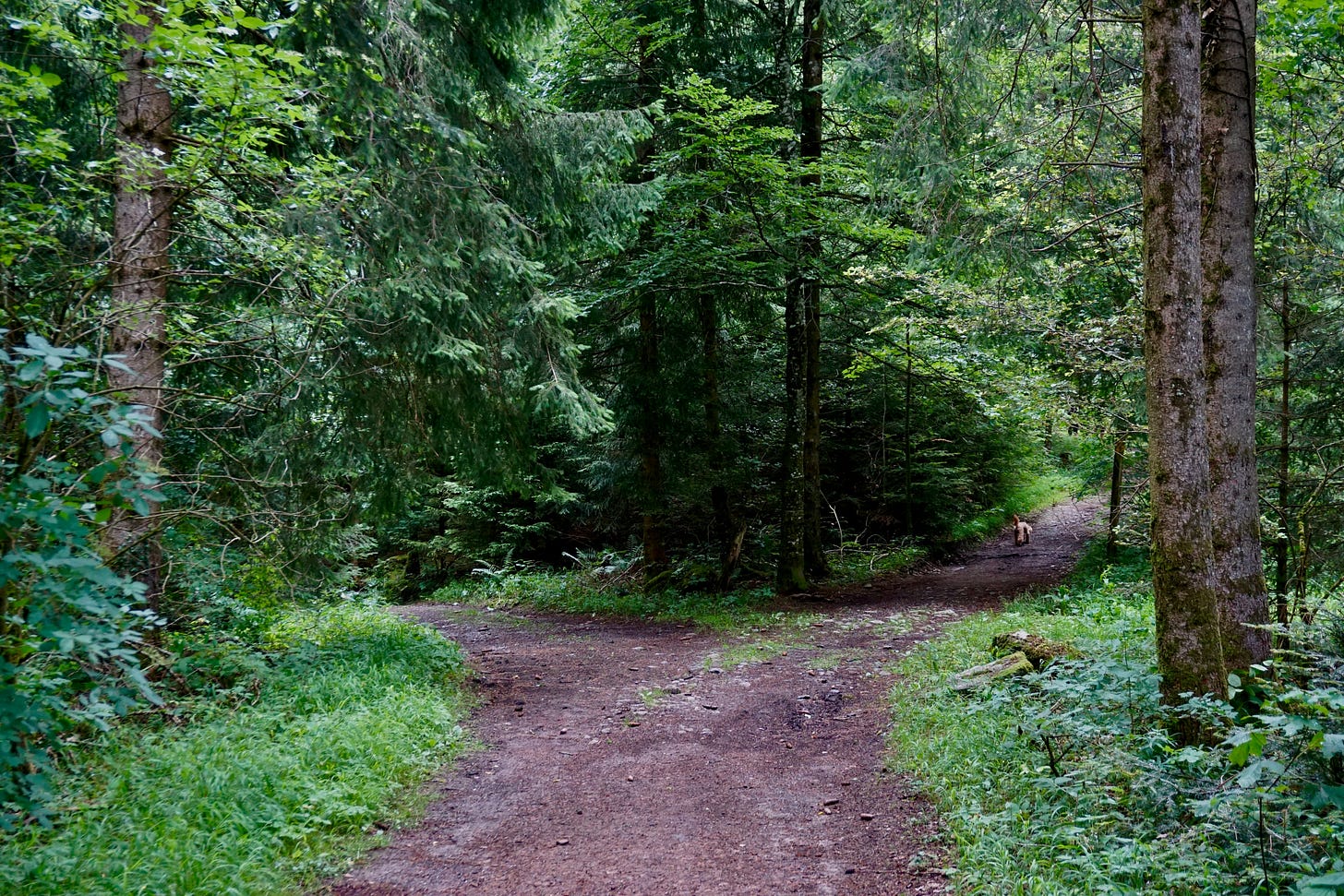 A densely wooded forest with a path that diverges into two paths