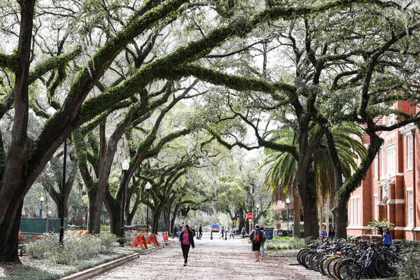 Through a plaza, lined by trees, students walk on the University of Florida campus.