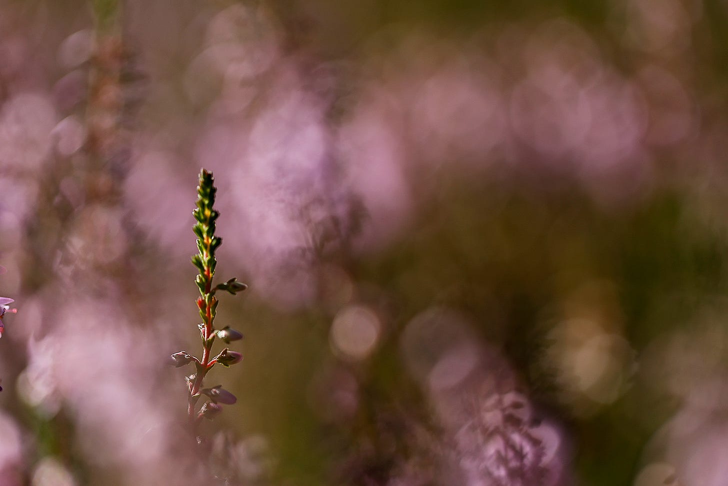 The colour of August in Scotland - purple ling heather (Calluna vulgaris) in flower.