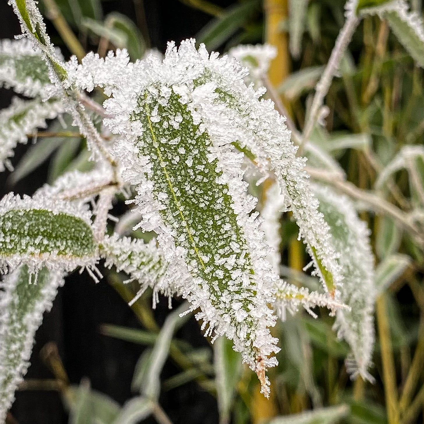 Frost particles across bamboo foliage in a garden, white crystals standing proud of the leaves.