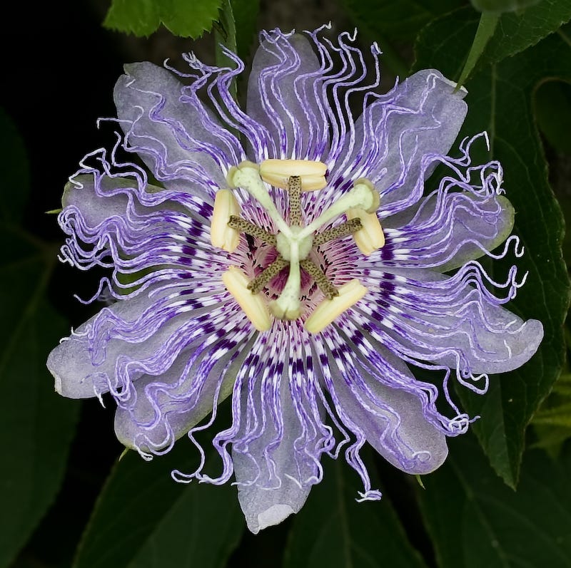 Passiflora - Wikipedia