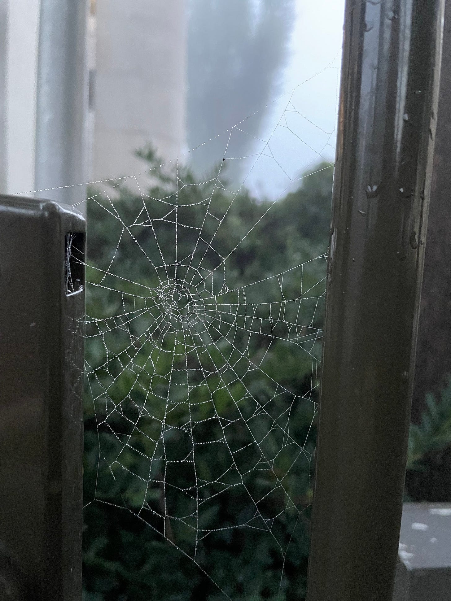 Photo of a cobweb with dew