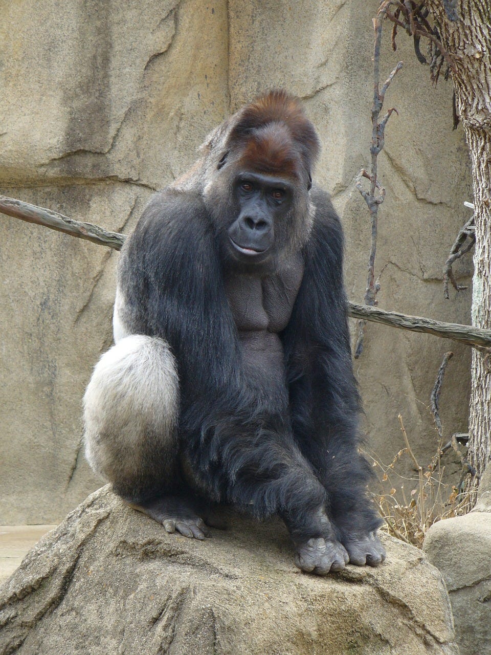 Adult male lowland gorilla