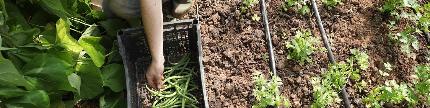 A gardener picks runner beans, with plants growing through the soil beside them. 
