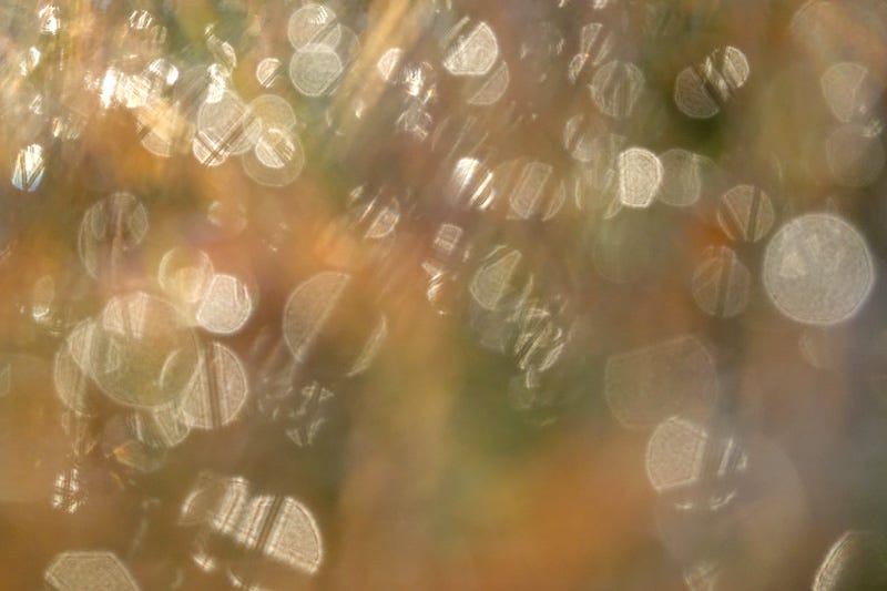 Sunlight and bokeh in November grasses seen close up and abstract