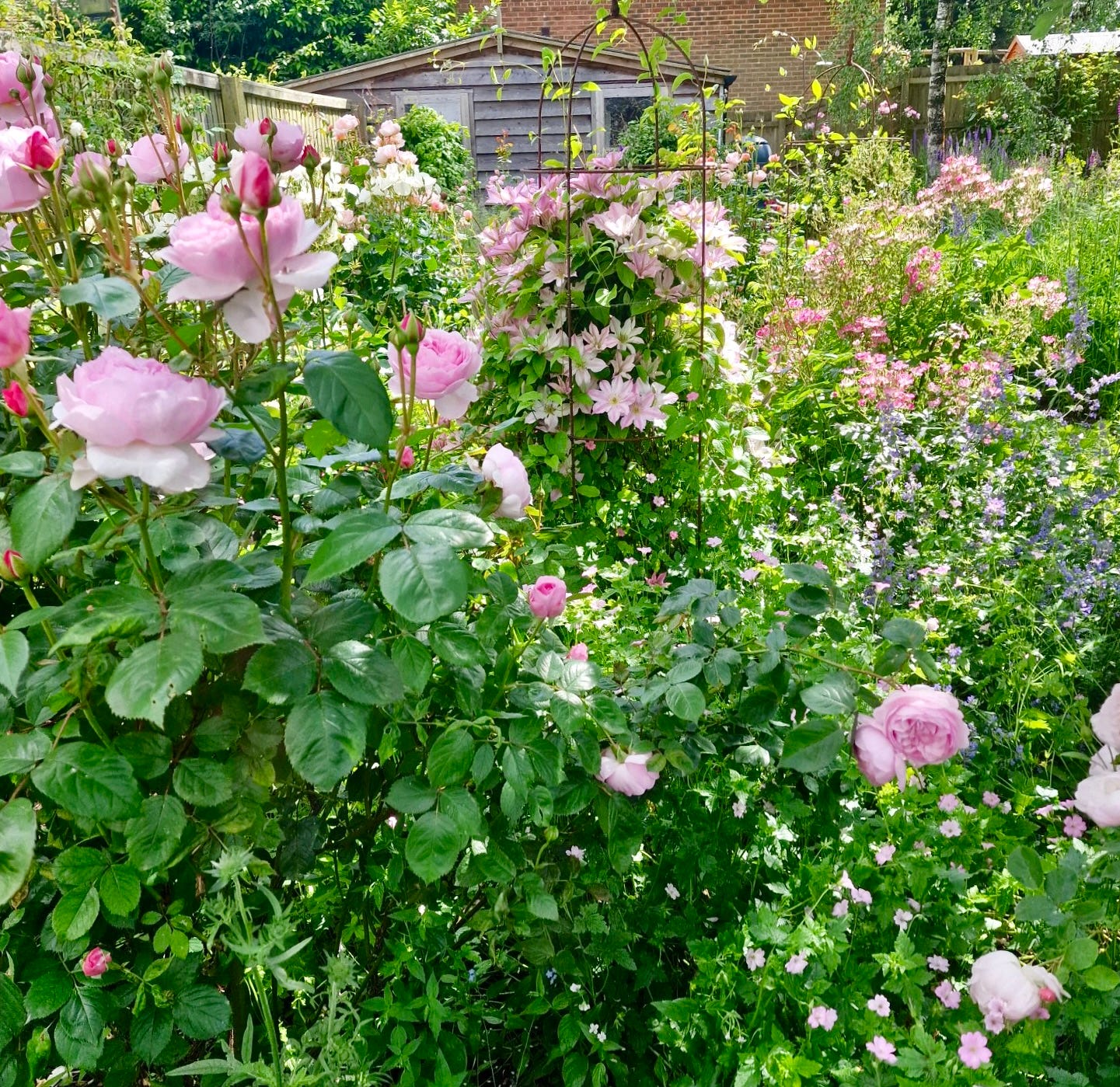 Pink flowers in a pretty cottage garden