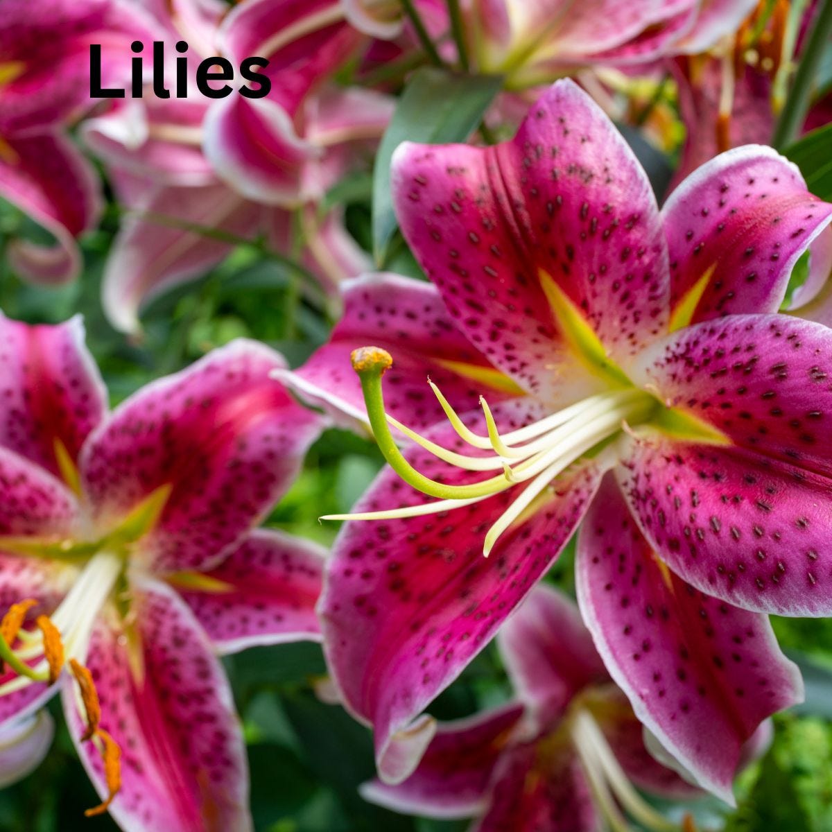 Lilies