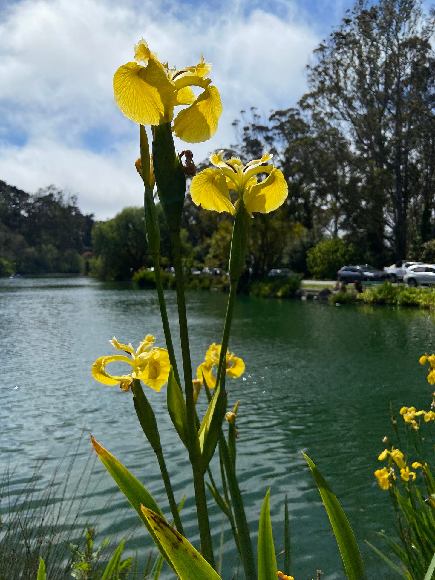 Irises yellow at lake