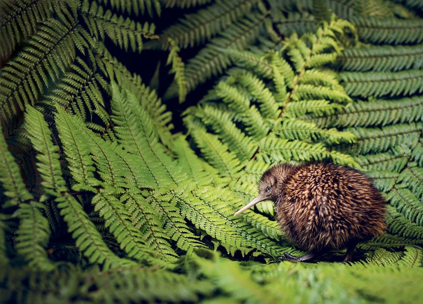 New Zealand’s Kiwi Bird Is in Danger of Disappearing—Meet the People Trying to Save It - Flipboard