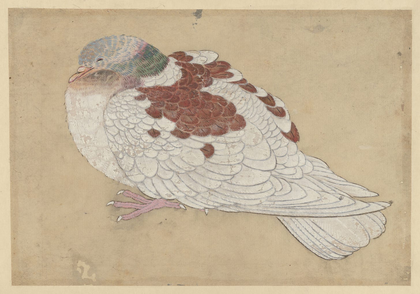 A white bird with some brown feathers, eyes closed, against a parchment background.