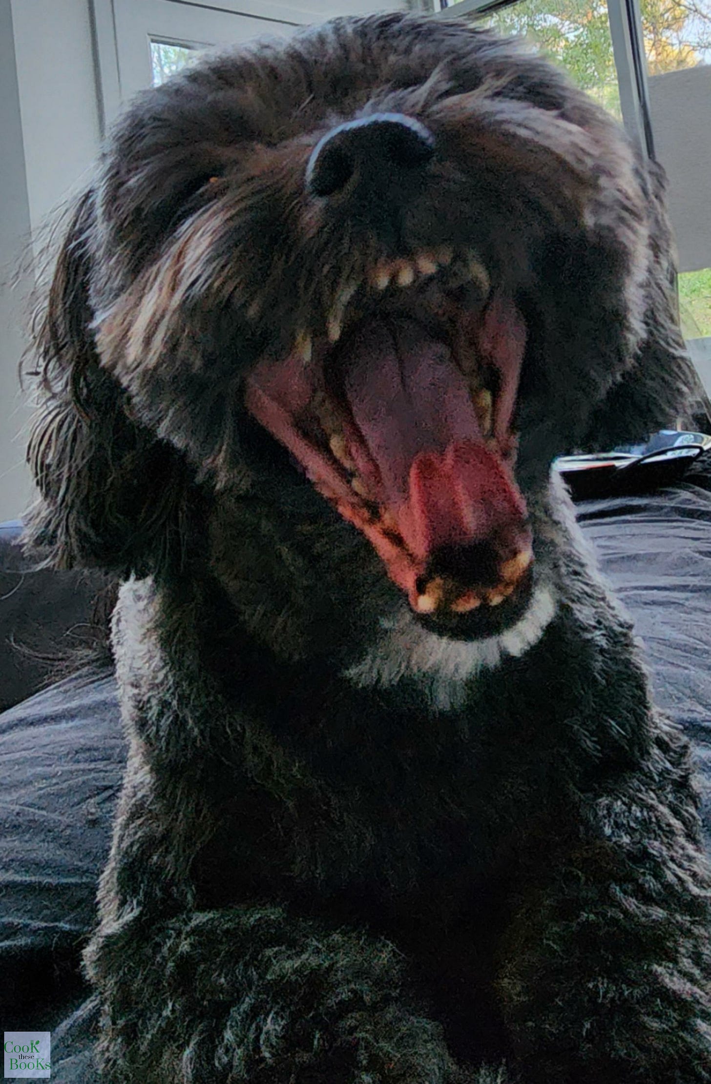 Black dog with large yawn