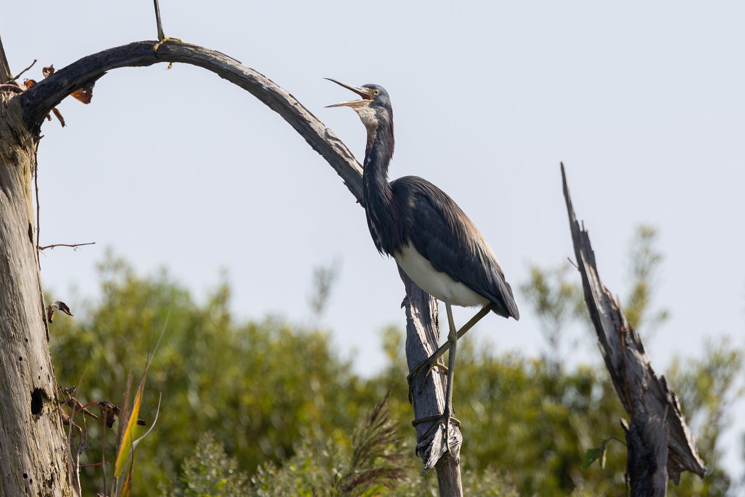 a blue-backed, white-bellied and -throated heron perched on the curved limb of a dead tree. it is standing tall, facing left, with its beak wide open.