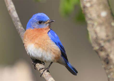 Eastern Bluebird | Wallpapers9