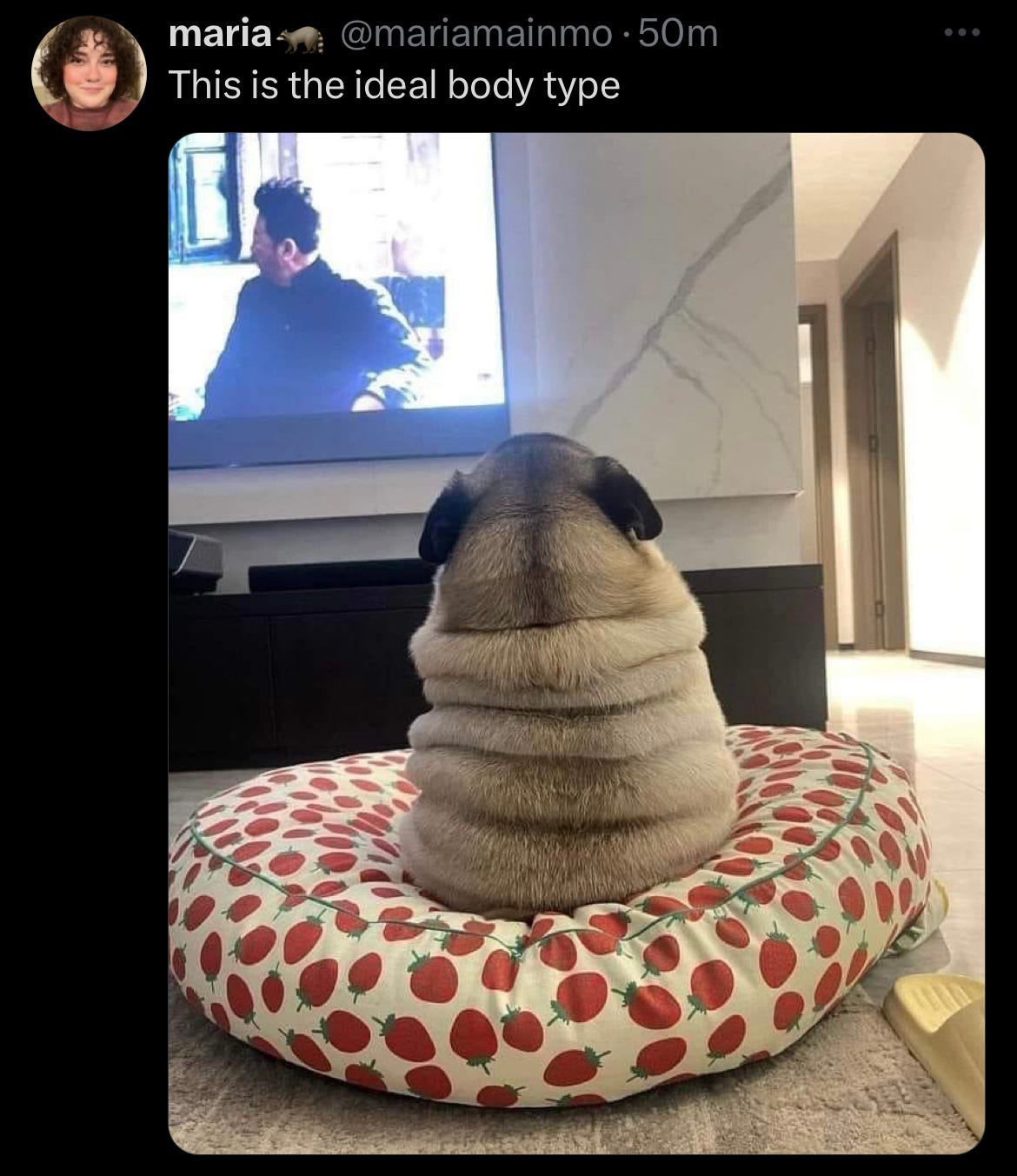 Tweet from @mariamainmo that says "This is the ideal body type" and shows a picture of a pug seated on a pillow covered in strawberries. The pug is upright and his entire back is just rolls on rolls.