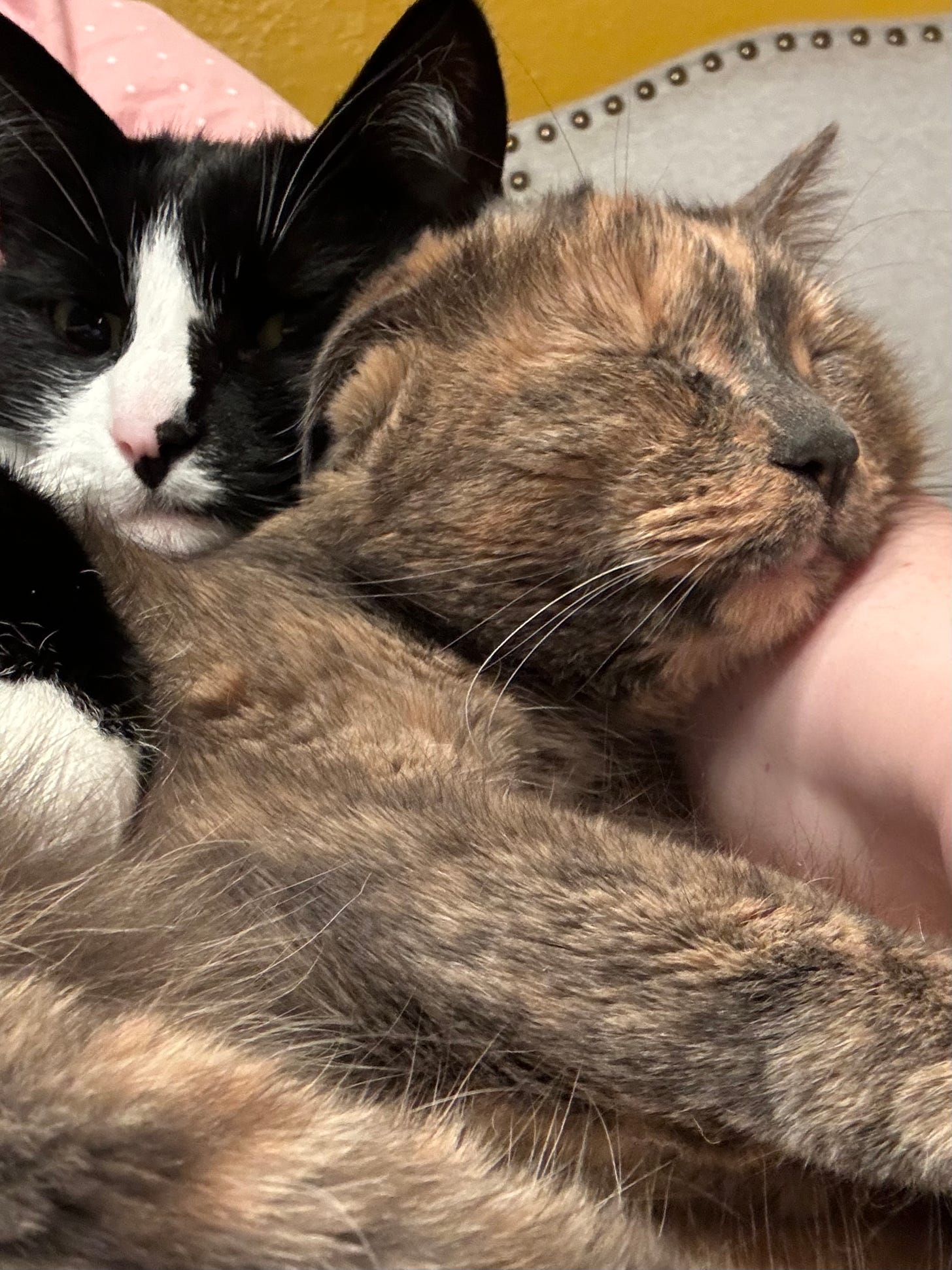 A dilute tortoiseshell cat finds herself sandwiched between her human’s arm and her tuxedo cat brother, who has a paw wrapped possessively around her. The tortie’s eyes are closed; the tuxie is looking directly at the camera, because he wants this cuteness to be immortalized.